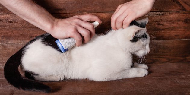 Как вывести блох у кошки с помощью спрея