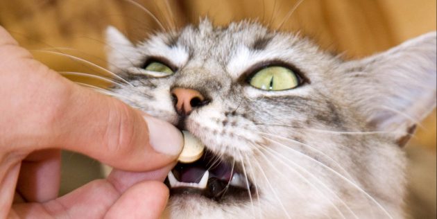 Как вывести блох у кошки с помощью таблеток