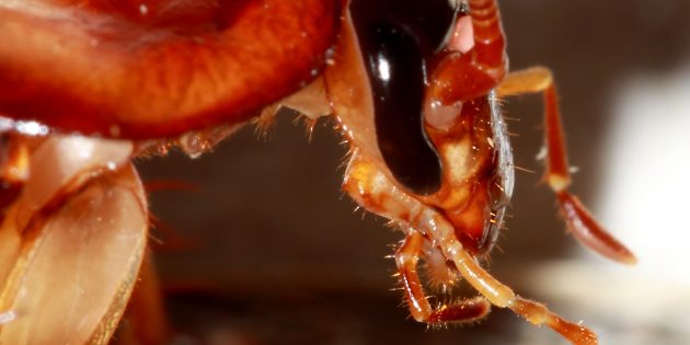 9 фактов о тараканах, от которых становится не по себе