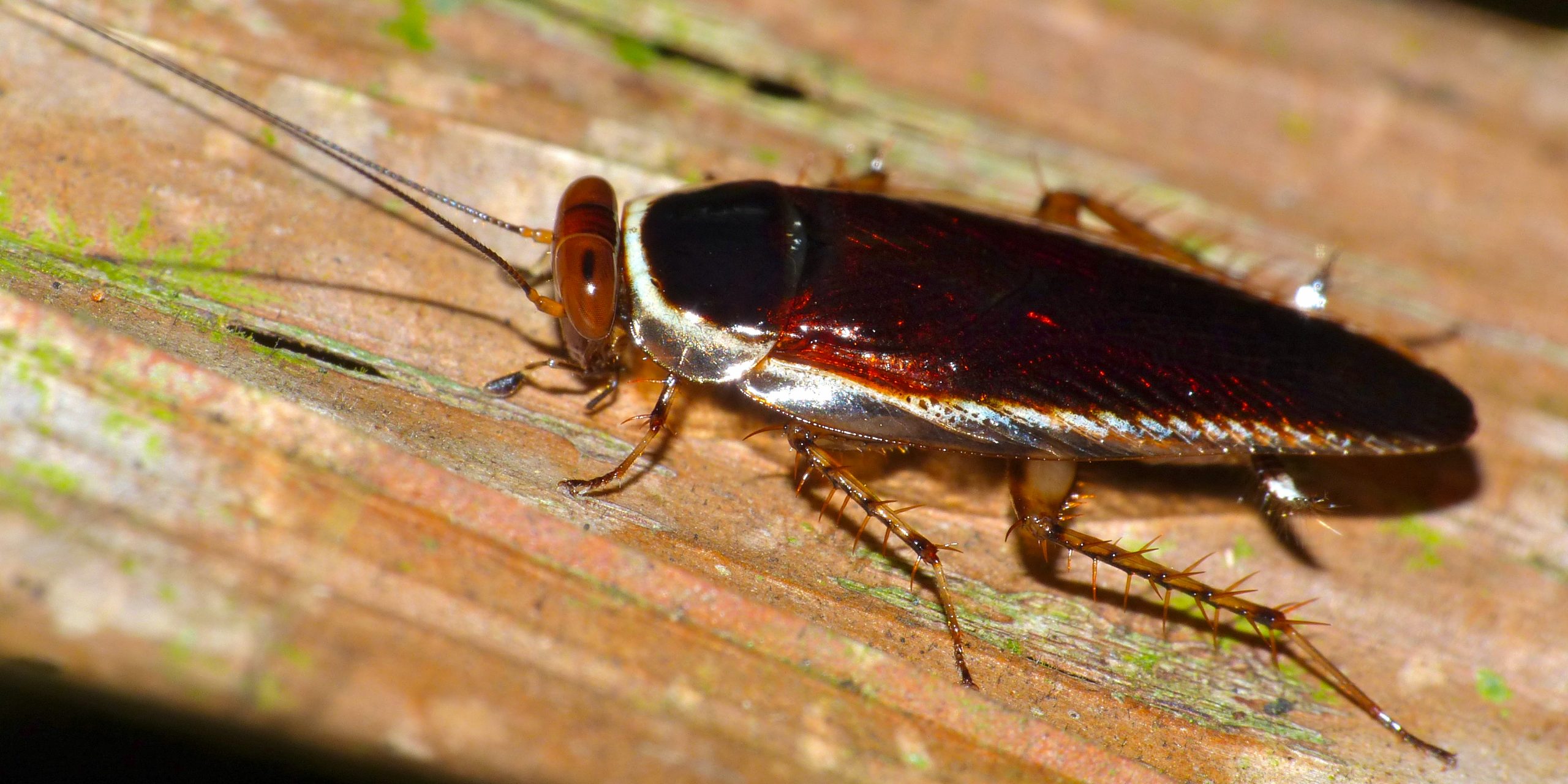 9 фактов о тараканах, от которых становится не по себе - Лайфхакер
