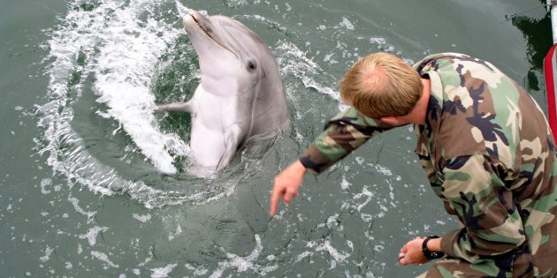 Животные-шпионы: дельфины