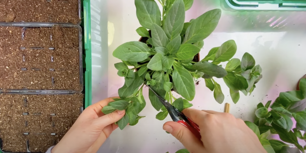 Как вырастить петунию из черенков: подготовьте черенки