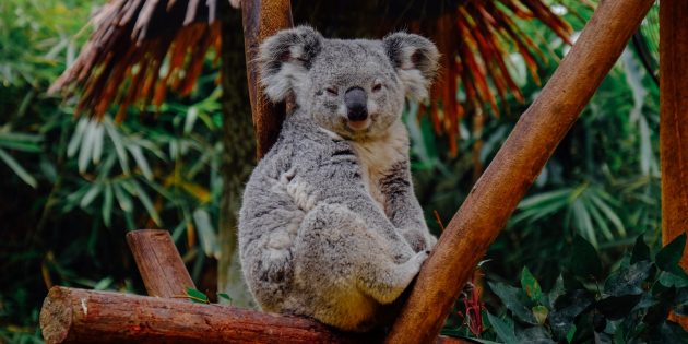 Очень странные животные: коала