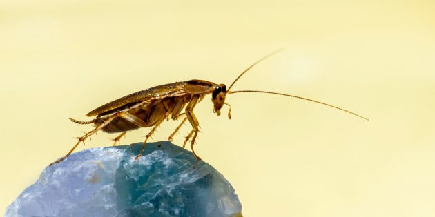 9 фактов о тараканах, от которых становится не по себе