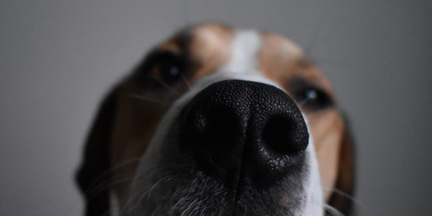 11 мифов о собаках, в которые вы верите напрасно