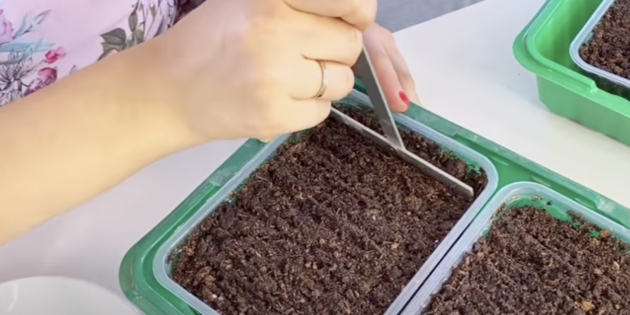 Как вырастить петунию из семян: подготовьте ёмкости для рассады