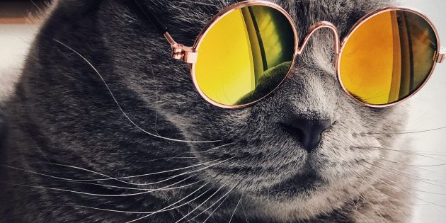 Животные-шпионы: кошки
