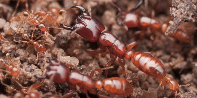 Чем опасны укусы муравьёв: сиафу