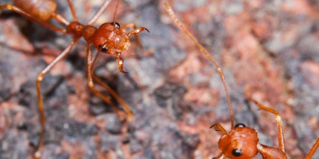Чем опасны укусы муравьёв: красный огненный муравей