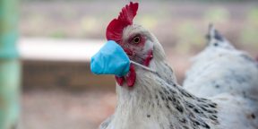 В Китае выявлен первый случай заражения человека птичьим гриппом H3N8