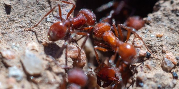 Чем опасны укусы муравьёв: муравей-жнец Марикопы