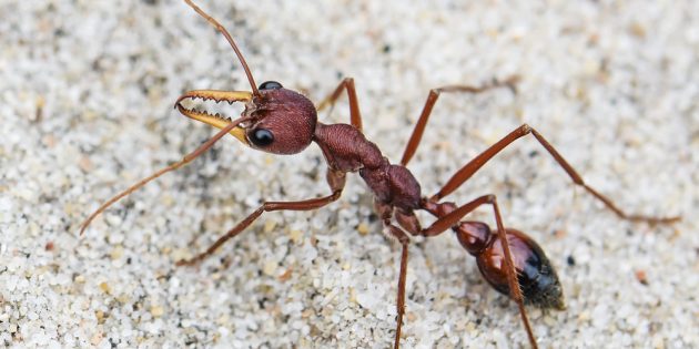 Чем опасны укусы муравьёв: муравей-бульдог