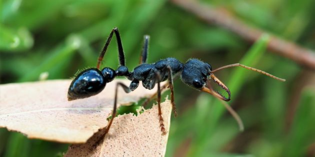 Чем опасны укусы муравьёв: муравей Джек-прыгун