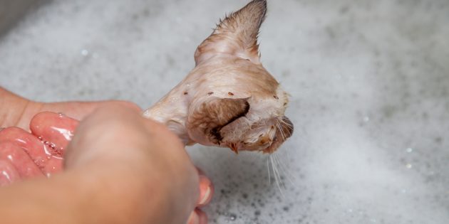 Как вывести блох у кошки с помощью шампуня