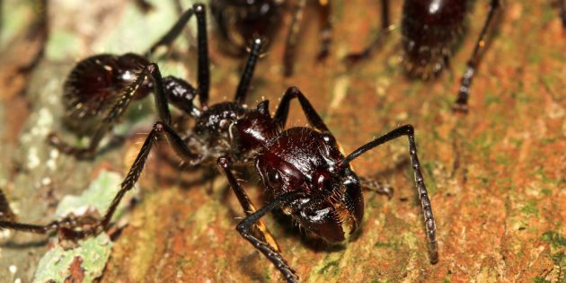 Чем опасны укусы муравьёв: муравей-пуля