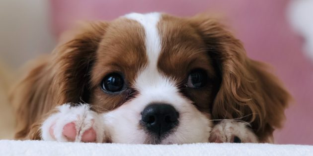 11 мифов о собаках, в которые вы верите напрасно