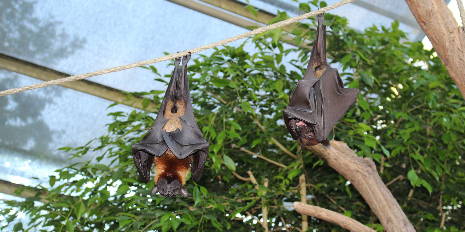 вирус Хендра