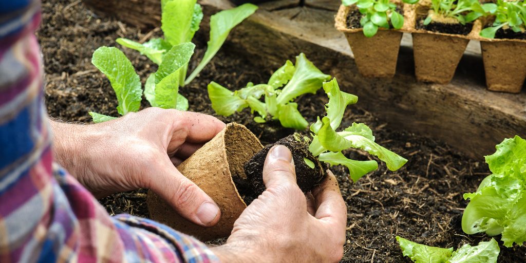 Как вырастить салат на грядке или подоконнике