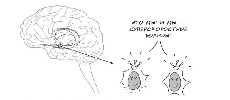 Мозг подростка