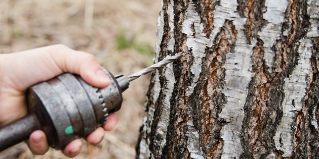 Как собирать берёзовый сок: не делайте в стволе слишком глубокие или широкие отверстия, чтобы не навредить дереву
