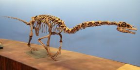 В Японии обнаружили новый вид динозавров. Он помог учёным разобраться, как тиразинозавры использовали когти