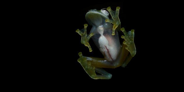 Сквозь тело стеклянной лягушки можно рассмотреть её органы