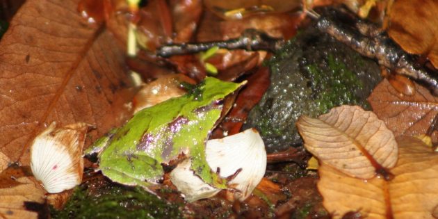Виды лягушек и их особенности: самец ринодермы Дарвина выращивает головастиков в своём горле