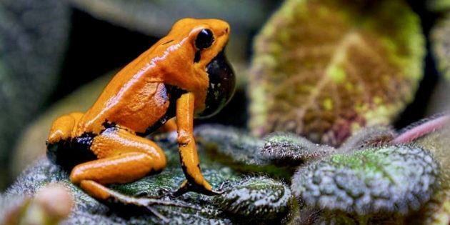 Виды лягушек и их особенности: Ужасный листолаз становится ядовитым из-за своей диеты