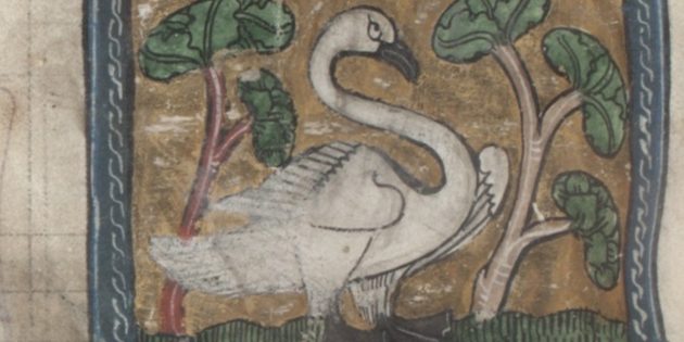 Лебеди и павлины в собственных перьях