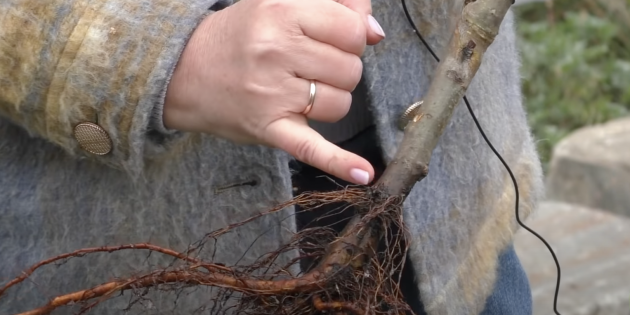 Как посадить дерево правильно: обратите внимание на состояние ствола и корневой шейки