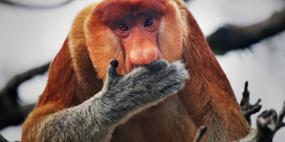 На Борнео найдена неизвестная обезьяна, которая может быть гибридом двух дальнеродственных видов