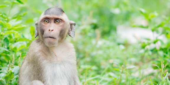 В Европе распространяется обезьянья оспа. Вот что о ней известно