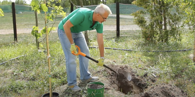 Как посадить дерево правильно: выкопайте яму нужного размера