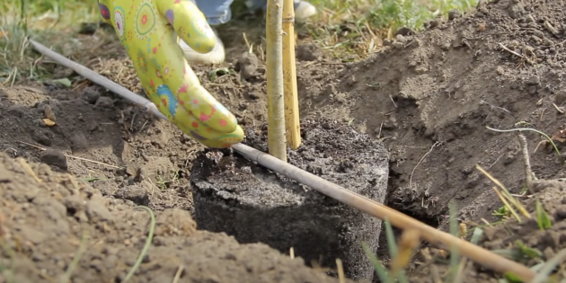 Как посадить дерево правильно: поместите дерево в яму