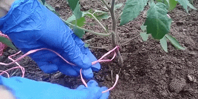 Как подвязать помидоры свободной петлёй