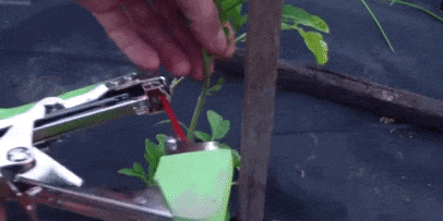 Как подвязать помидоры тепенером (степлером для растений)