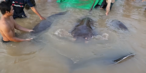 В Камбодже поймали самую большую в мире пресноводную рыбу