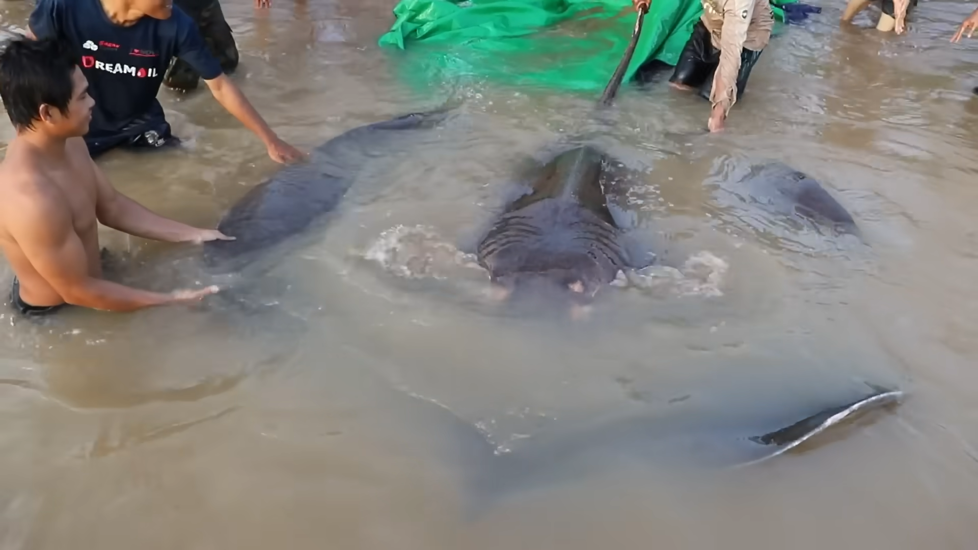 В Камбодже поймали самую большую в мире пресноводную рыбу