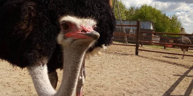 Бизнес в деревне: житель «Тюменского страуса»