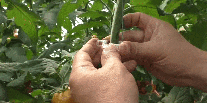 Как подвязать помидоры клипсами