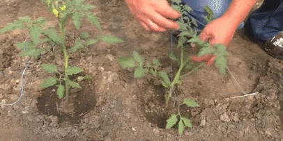 Как подвязать помидоры вертикально