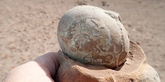 В Индии обнаружили яйцо титанозавра с другим яйцом внутри