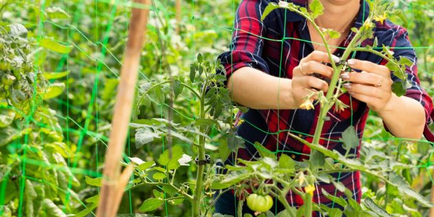 Как подвязать помидоры в теплице и открытом грунте - Лайфхакер