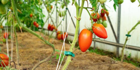 Как подвязывать помидоры в теплице и открытом грунте