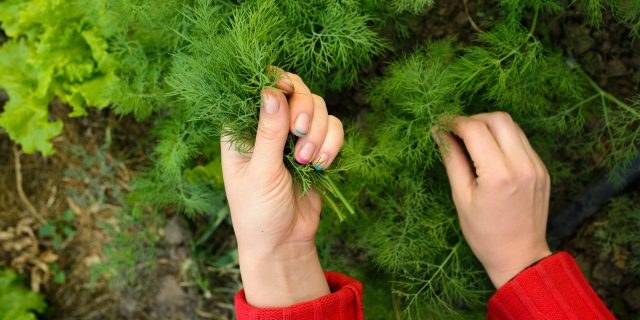 How to plant dill and care for it correctly