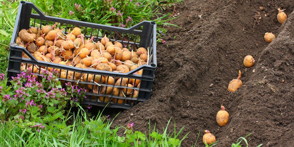 Как сажать картошку и ухаживать за ней, чтобы собрать большой урожай -Лайфхакер