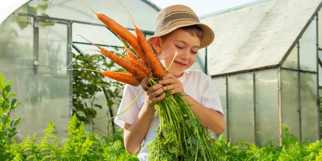 Как правильно сажать морковь и ухаживать за ней