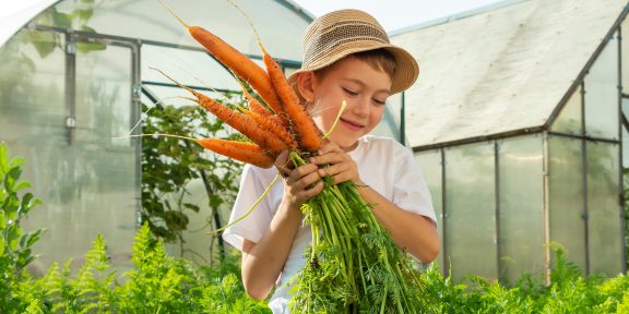 Как правильно сажать морковь и ухаживать за ней