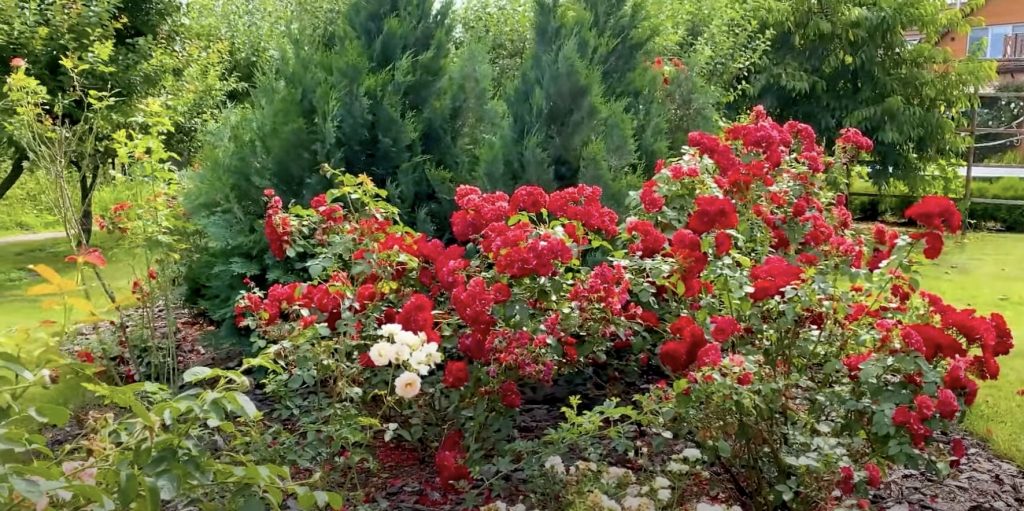 Как посадить розу: выберите саженец