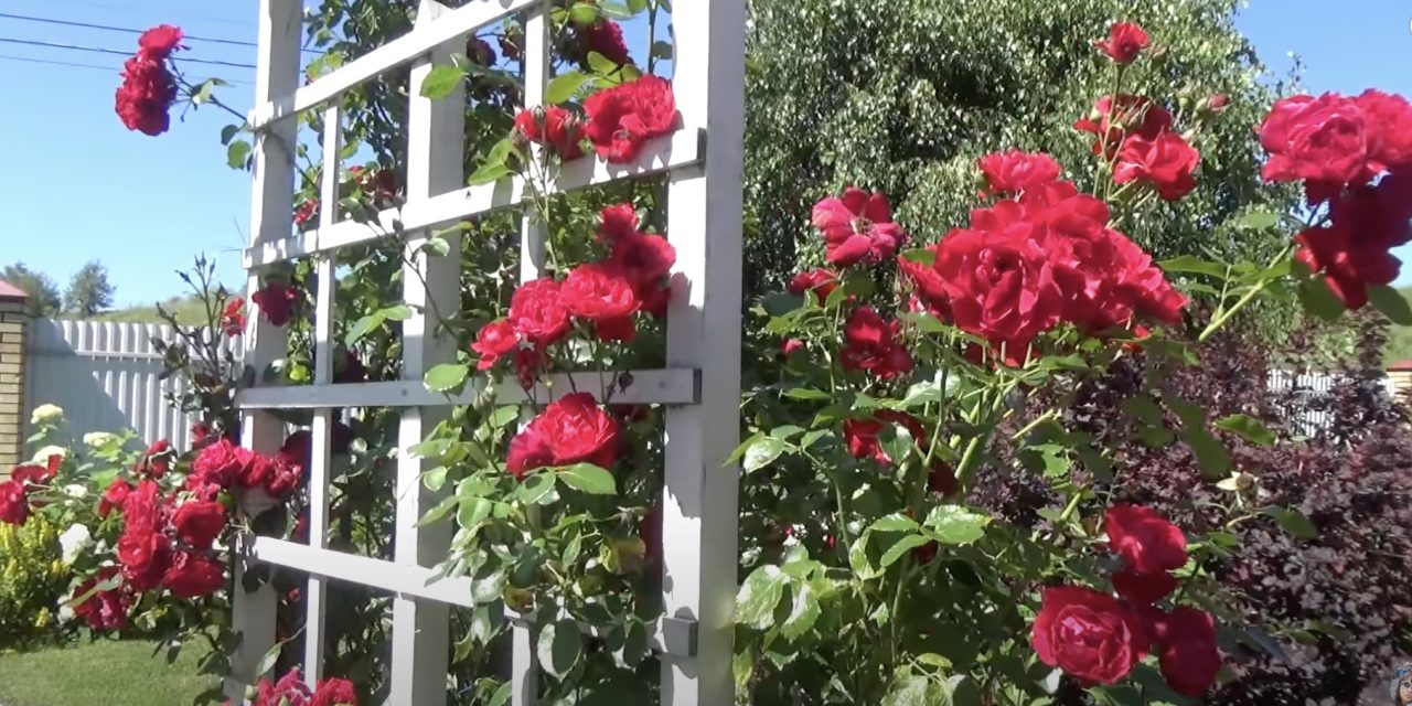 Розы в саду и вокруг дома: фото идеи